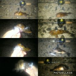 やってきましたメバル＆ガシラポンポン2018